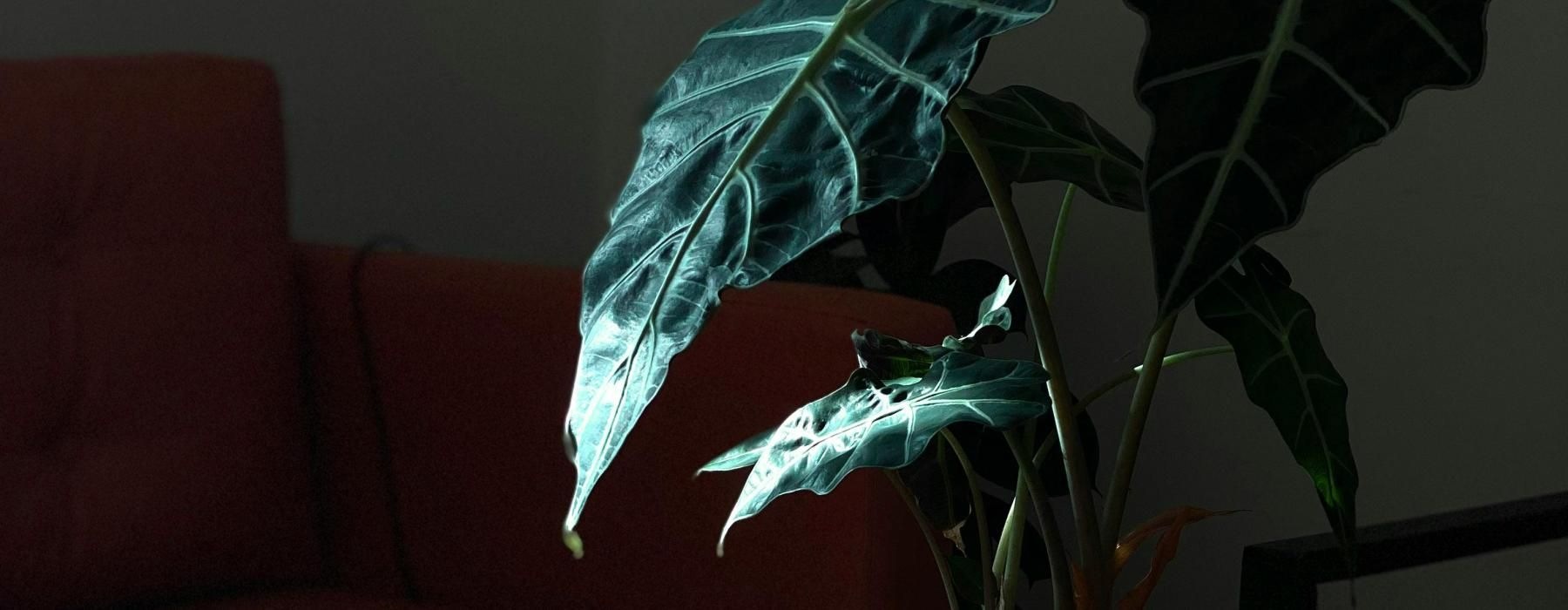 a plant in a pot