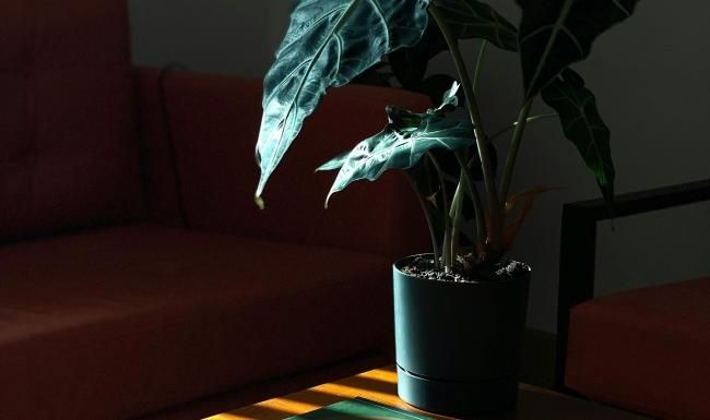 a plant in a pot on a coffee table